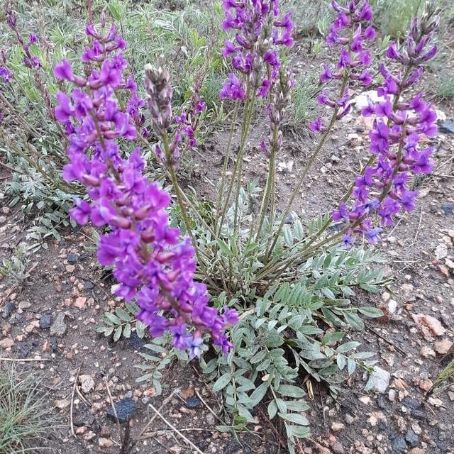 Oxytropis lambertii — flower