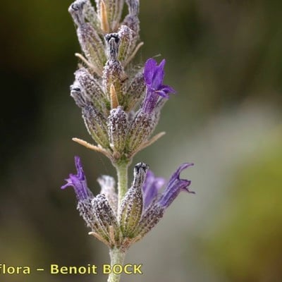 Lavandula lanata — flower