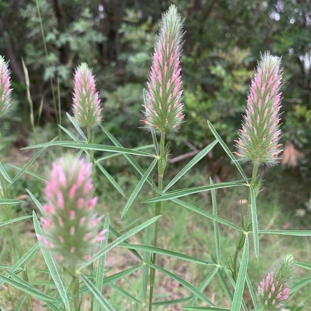 Trifolium angustifolium — flower