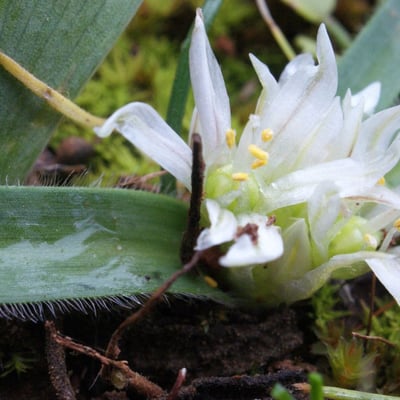 Allium chamaemoly — flower