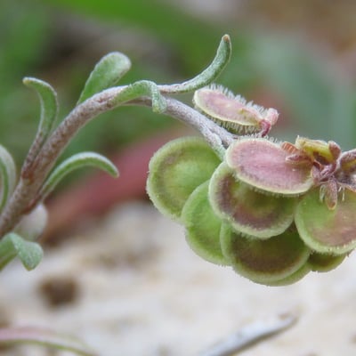Clypeola jonthlaspi — flower