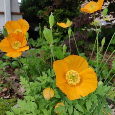 Papaver nudicaule — flower