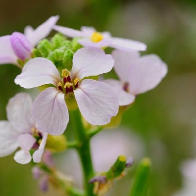 Cakile maritima — flower