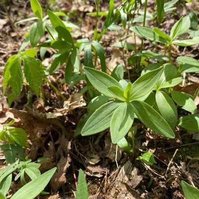 Galium circaezans — leaf