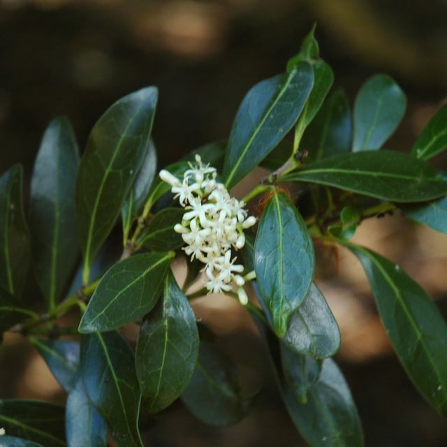 Psydrax odorata — flower