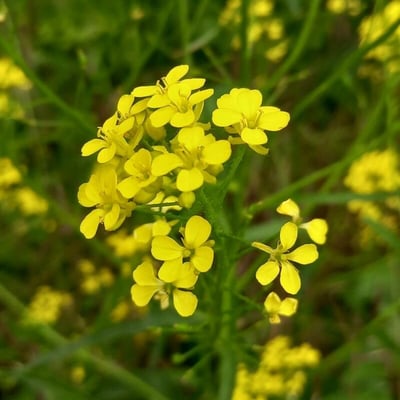 Bunias orientalis — flower