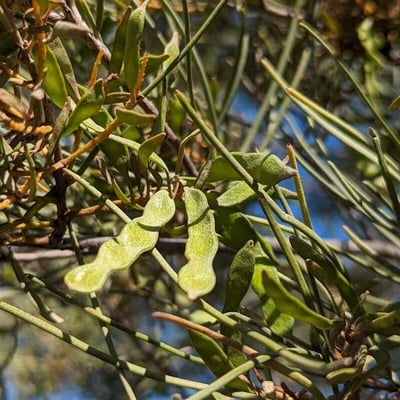 Acacia aneura — fruit