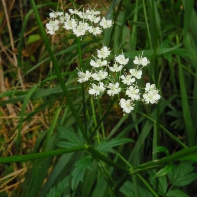 Pimpinella major — flower