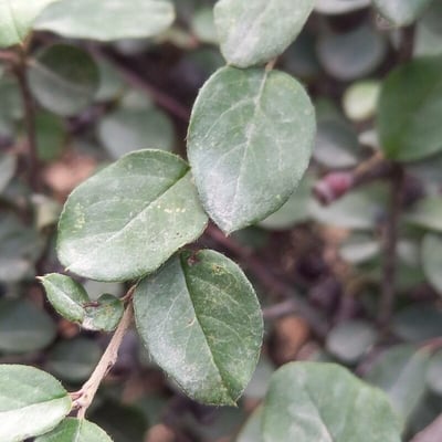 Cotoneaster acutifolius — leaf
