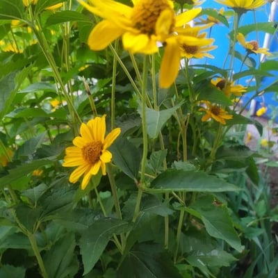 Heliopsis helianthoides — flower