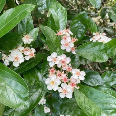Crataegus crus-galli — flower