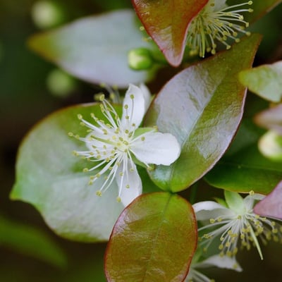 Eugenia uniflora — flower