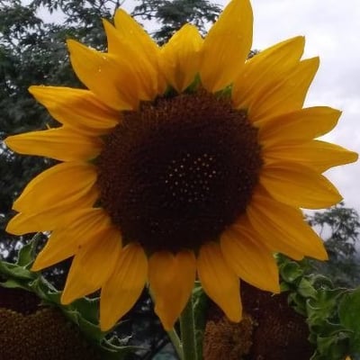 Helianthus annuus — flower