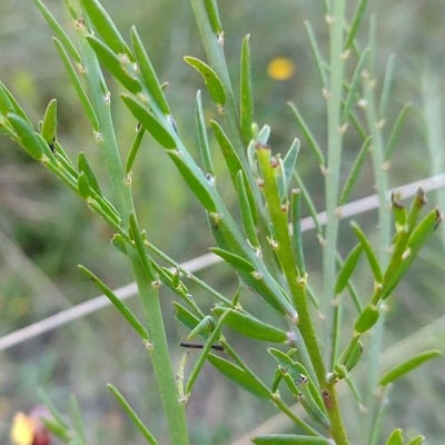 Bossiaea heterophylla — leaf