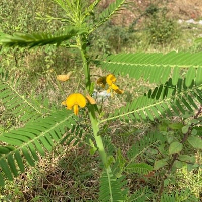 Sesbania herbacea — flower