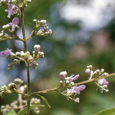 Vitex negundo — flower