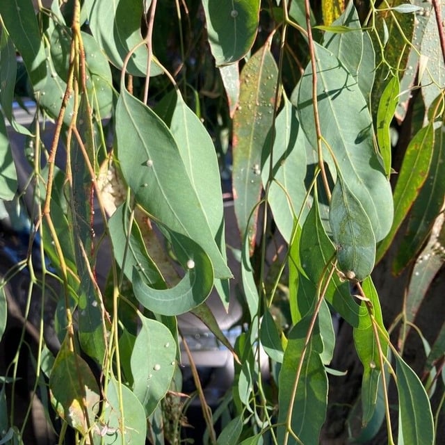 Eucalyptus ovata — leaf