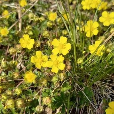 Potentilla neumanniana — flower