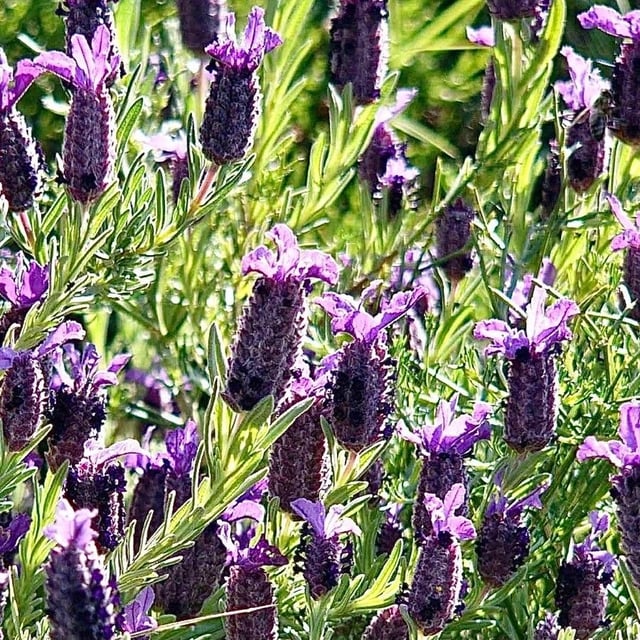 Lavandula stoechas — flower