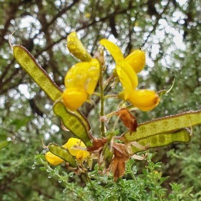 Adenocarpus complicatus — flower
