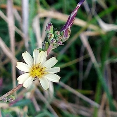 Lactuca saligna — flower