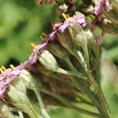 Achillea asiatica — flower
