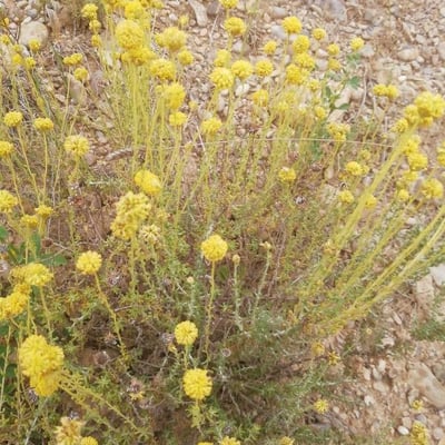 Santolina chamaecyparissus — flower
