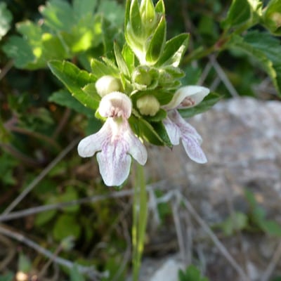 Prasium majus — flower