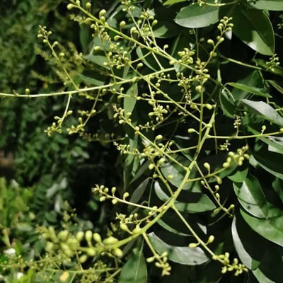 Styphnolobium japonicum — flower