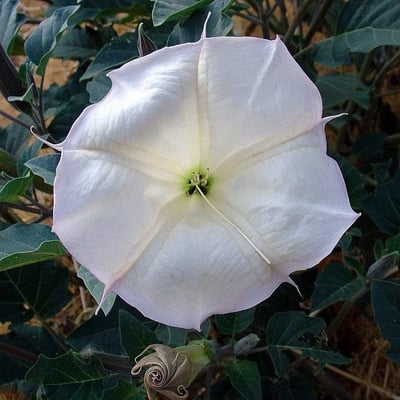 Datura wrightii — flower