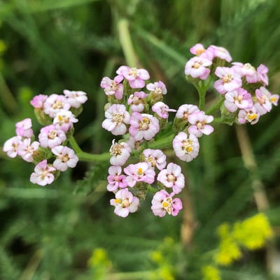 Achillea roseo-alba — flower