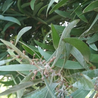 Acacia melanoxylon — flower