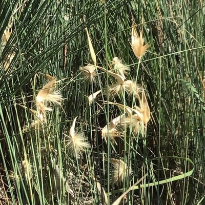 Lygeum spartum — flower