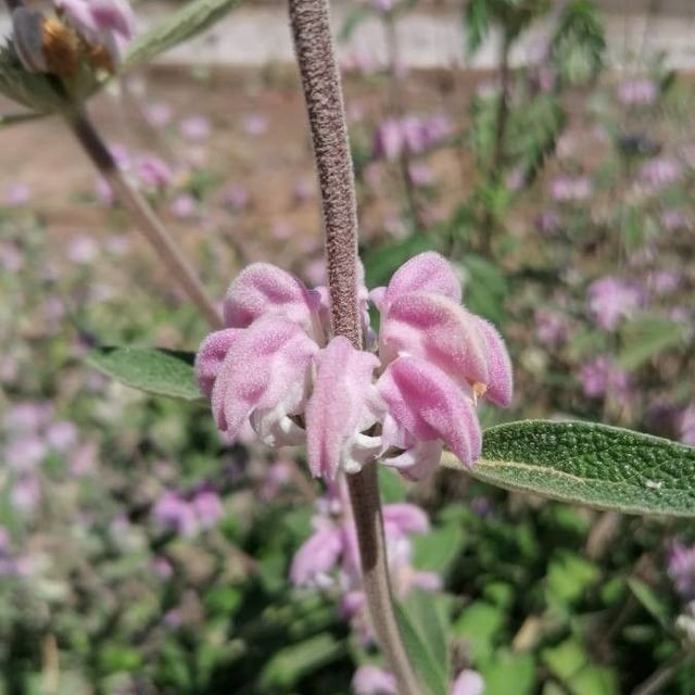 Phlomis purpurea — flower