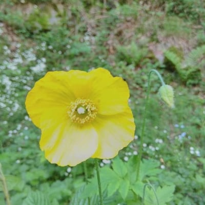 Papaver cambricum — flower