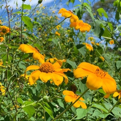 Viguiera dentata — flower
