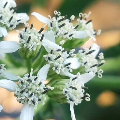 Verbesina virginica — flower