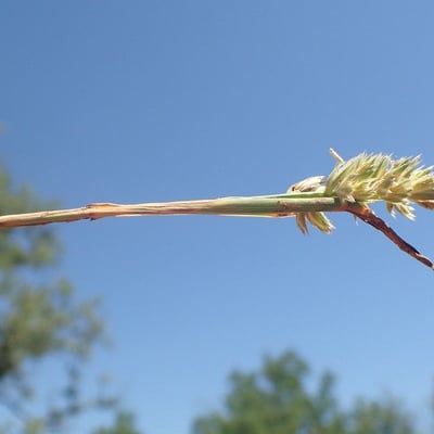 Poa compressa — flower