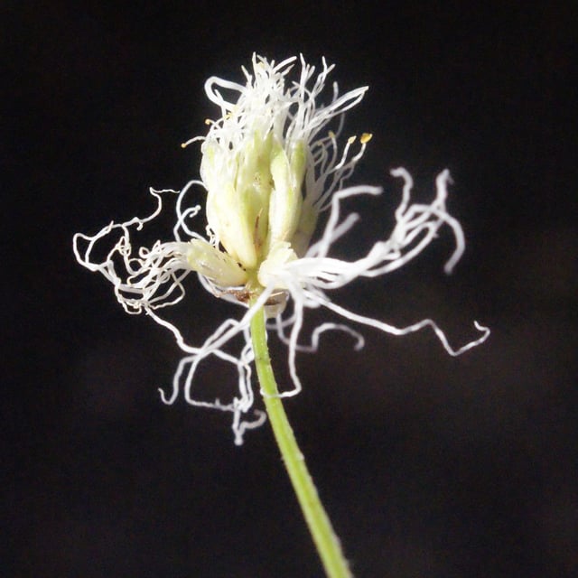 Desmanthus virgatus — flower