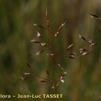 Agrostis rupestris — flower