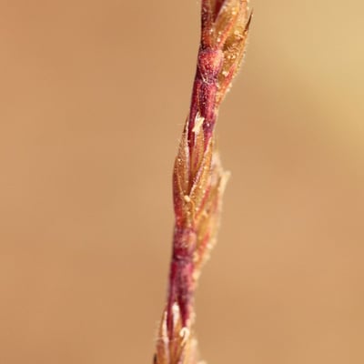 Vulpia unilateralis — flower