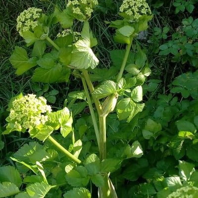 Smyrnium olusatrum — flower
