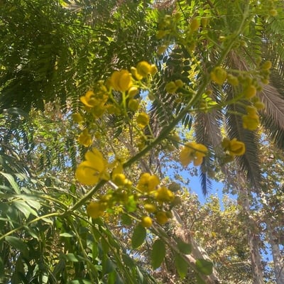 Senna multijuga — flower