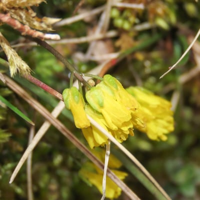 Draba aizoides — flower