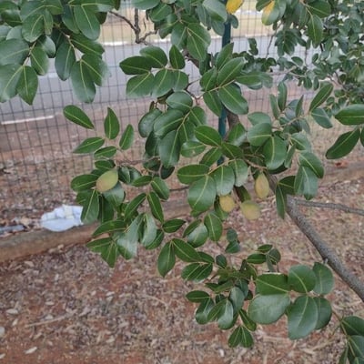 Copaifera langsdorffii — leaf