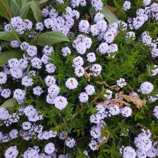 Thymus longicaulis — flower