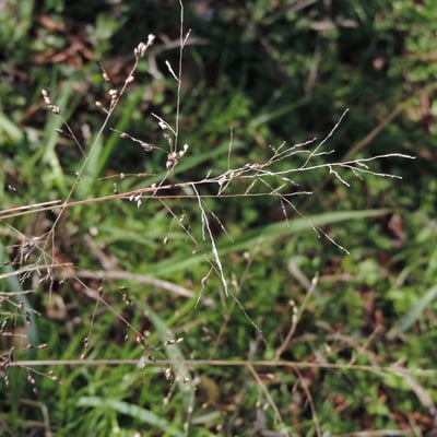 Coleataenia anceps — fruit