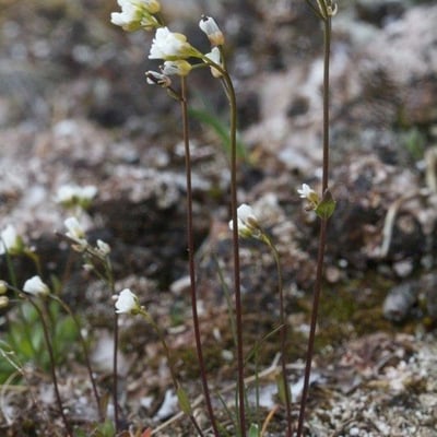 Draba fladnizensis — habit