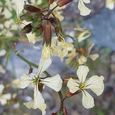 Eruca vesicaria — flower