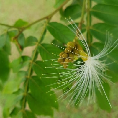 Inga edulis — flower